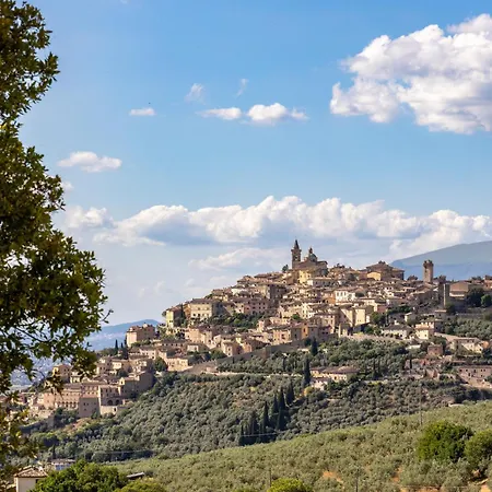 Terra D'olivo