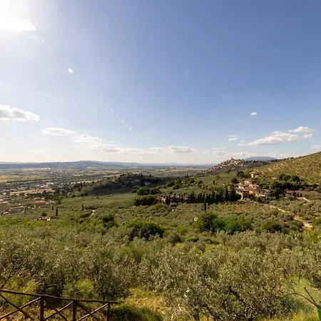 Terra D'olivo
